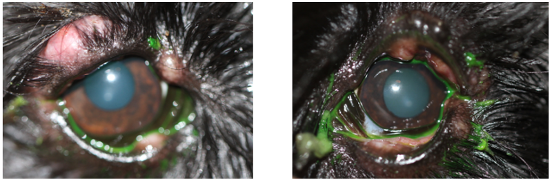 Perro con orzuelos en ambos ojos. Caso Ada