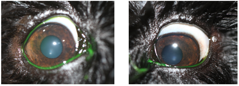 Perro con orzuelos en ambos ojos, a los 10 días de tratamiento (Caso Ada)