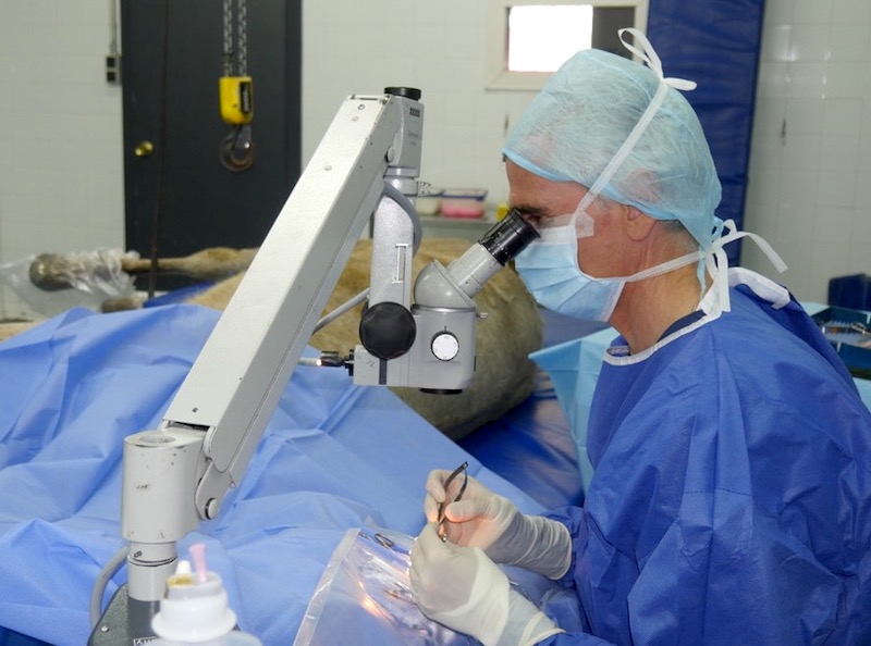 Cirugía de transplante corneal en caballo
