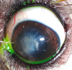 Herida en el ojo: leucoma tras cirugía injerto corneal 
