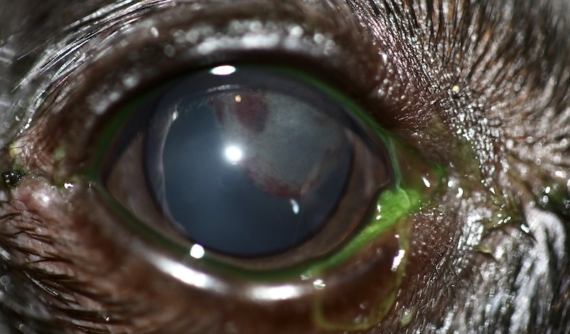 Ojo operado de perforación corneal. Perro Ratón de Praga