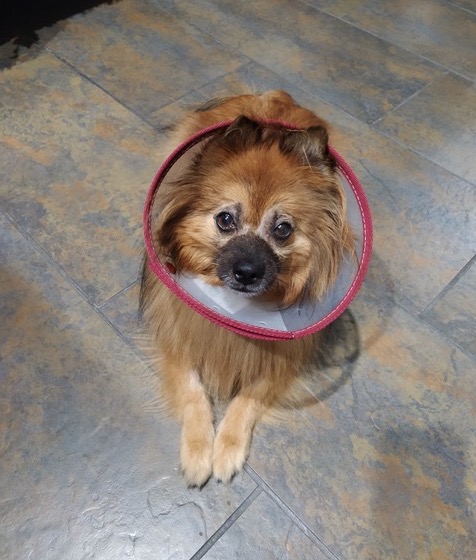 Fox tras su cirugía de vitrectomía