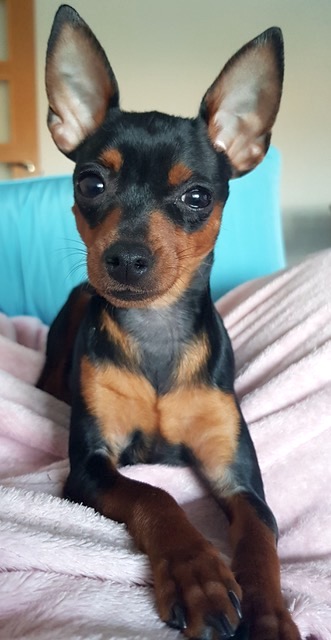 Perro ratón de Praga operado de perforación corneal en IVO. Caso Phoebe