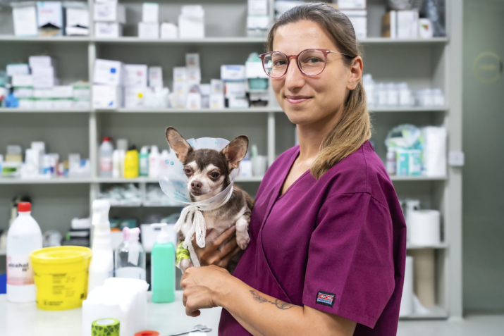 postoperatorio de oftalmología veterinaria