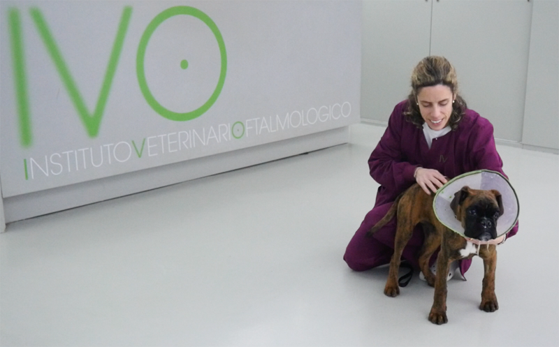 Heridas procesionaria en perro. Postcirugía