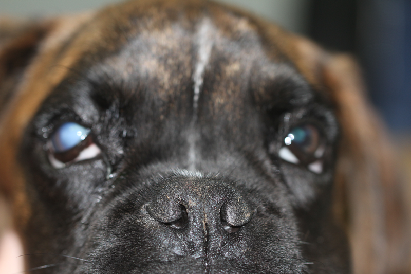 Ojo con necrosis en un perro por alergia procesionaria