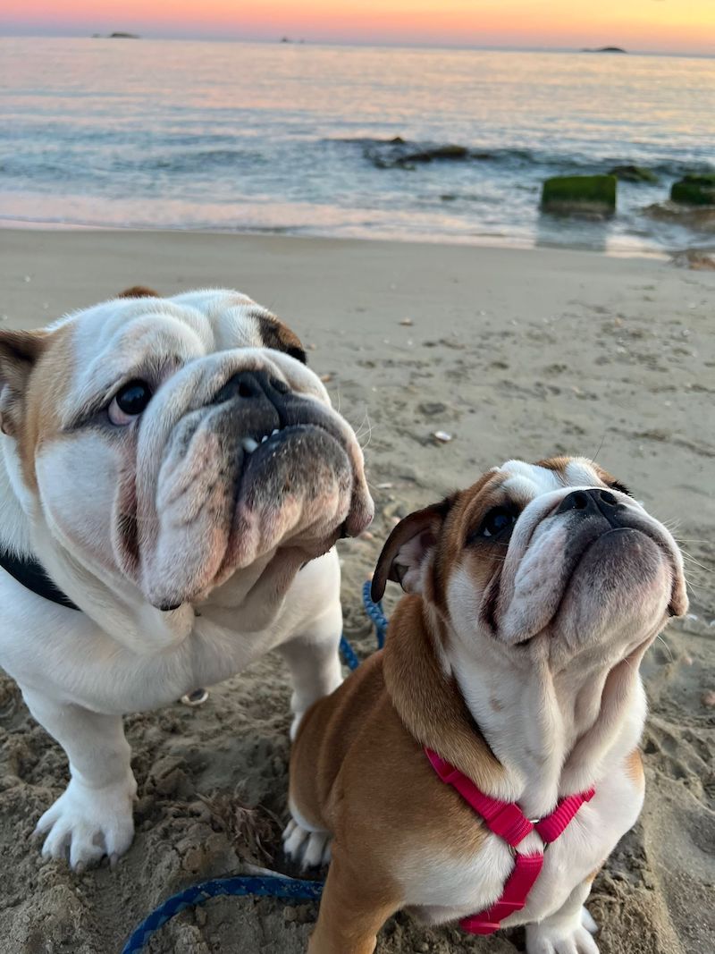Bulldog inglesa después de operación prolapso membrana nictitante en IVO Ibiza