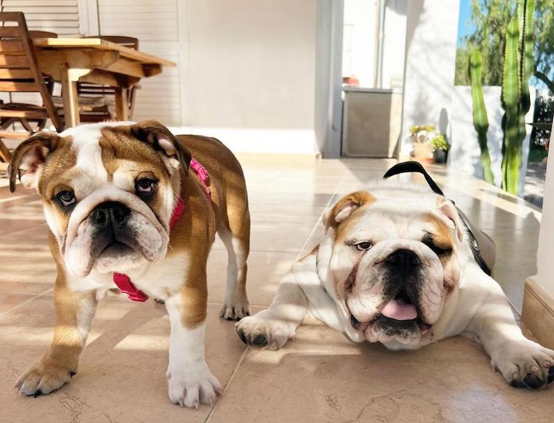 Bulldog inglés después de cirugía en IVO Ibiza