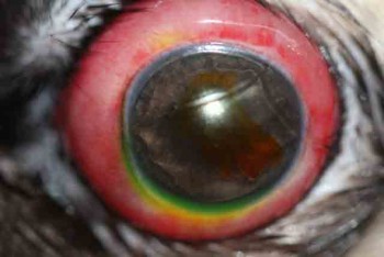 Proptosis ocular perro carlino