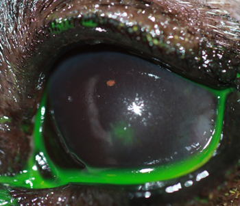 Prótesis ocular en un perro