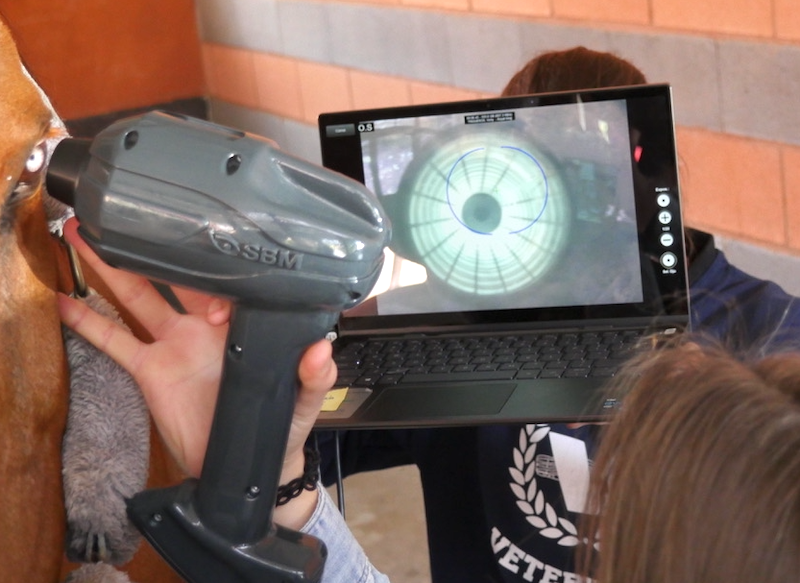 Prueba OSAVET en caballos