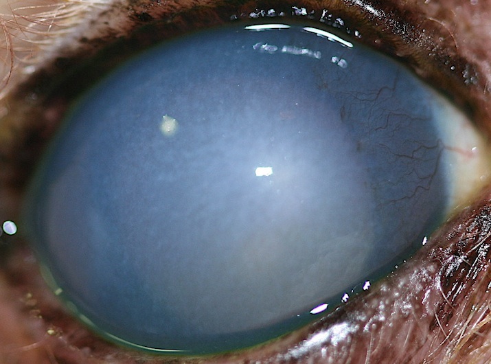 queratitis-bullosa-perro-cross-linking