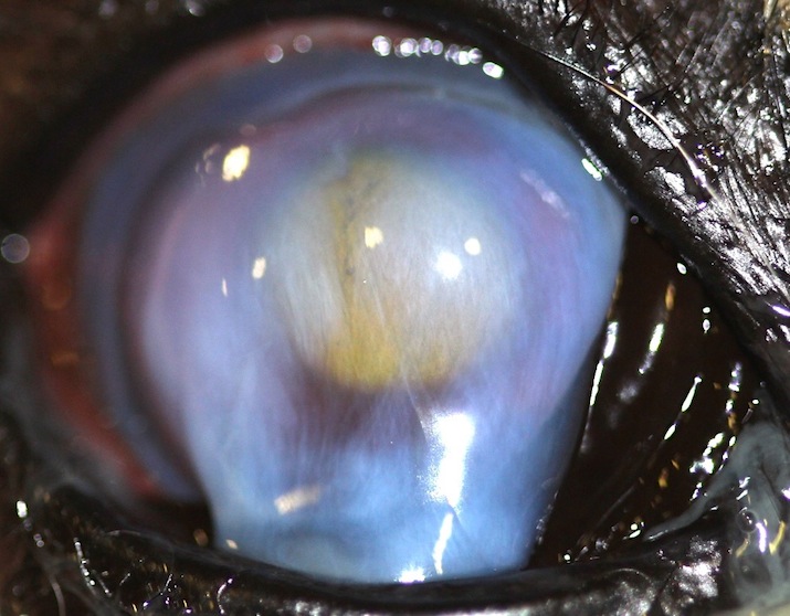 Queratitis infecciosa bacteriana en pastor alemán