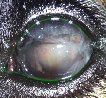 Ojo izquierdo de Nur, una pastor alemán con queratitis superficial crónica o pannus