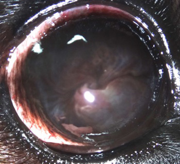 Córnea post tratamiento pannus