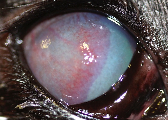 queratitis-inmunomediada-pannus-pastor-aleman