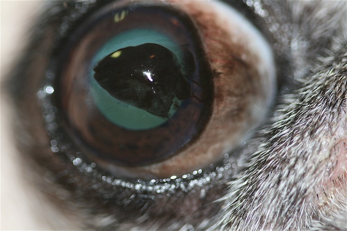 queratitis-pigmentaria-inmunomediada-carlino