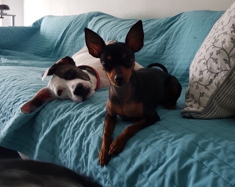 Perro ratón de Praga operado de perforación corneal en IVO. Caso Phoebe