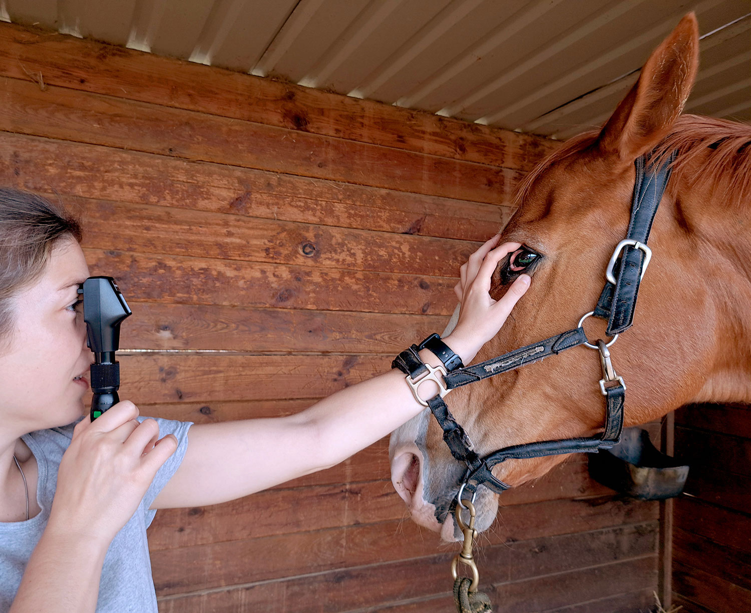 Retinoscopia en un caballo