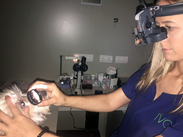 Caso Ricketsia-Erlichia en perros