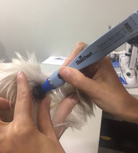 Caso Ricketsia-Erlichia en perros