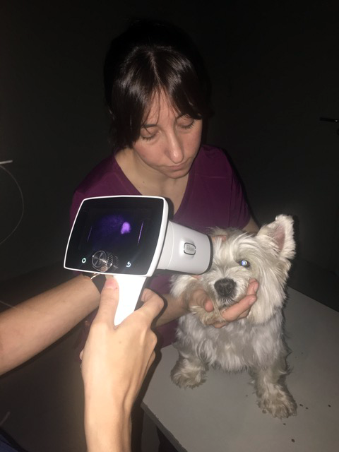 Caso Ricketsia-Erlichia en perros