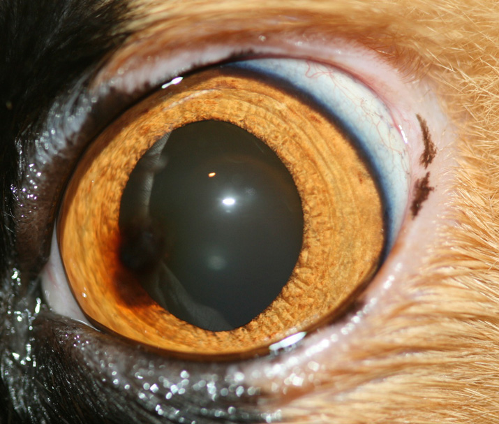 Secuestro corneal felino o necrosis