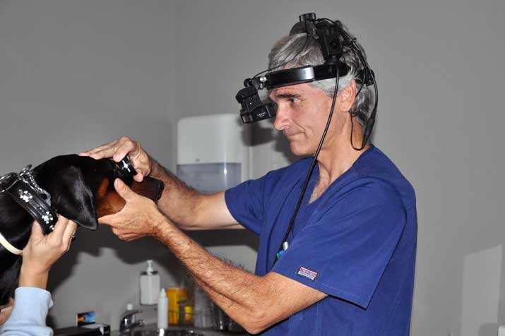 Dr. Simó veterinario oftalmólogo examinando el ojo de un perro con oftalmoscopio binocular indirecto en una consulta especializada.