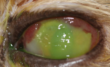 Test de fluoresceína de ojo de gato con úlcera melting - Caso Bagheera