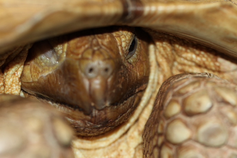 Tortuga de espolones africana con úlcera corneal