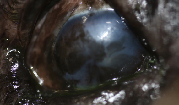 Post cirugía tumor corneal en perro Bulldog Inglés