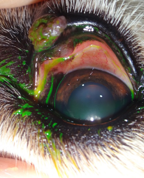 Tumor palpebral en perro antes cirugía