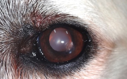 Caso tumor palpebral en perro - postcirugia