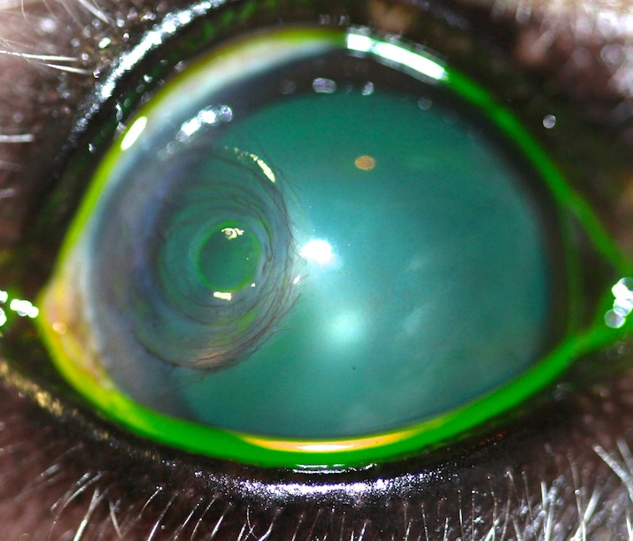 ulcera corneal predescemetica demestoceles