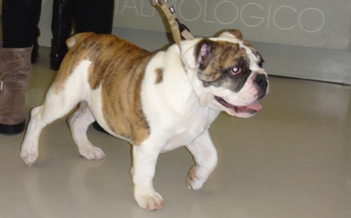 Procesionaria en perro