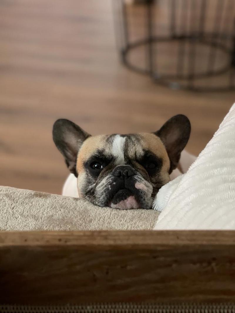 Olivia, una bulldog francés tratada en IVO de úlcera indolente