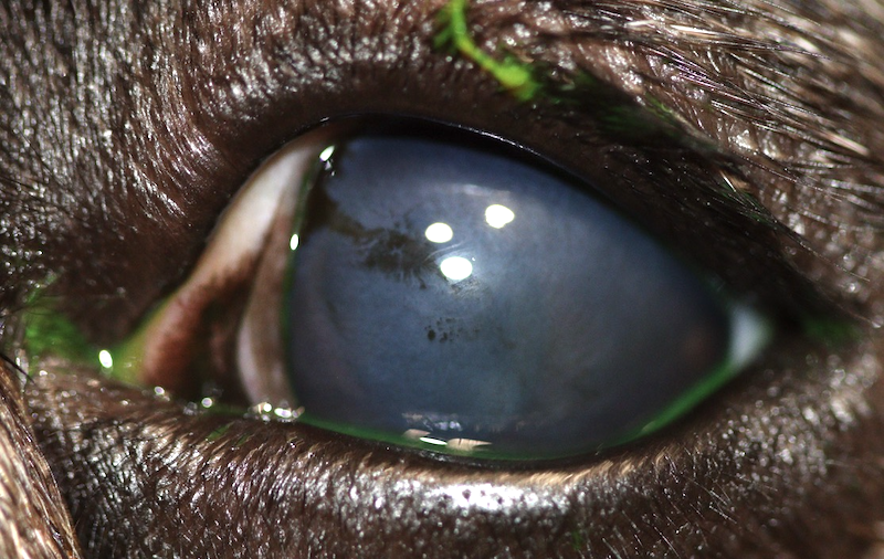 Ojo de bulldog francés en tratamiento de úlcera indolente o de bordes desprendidos