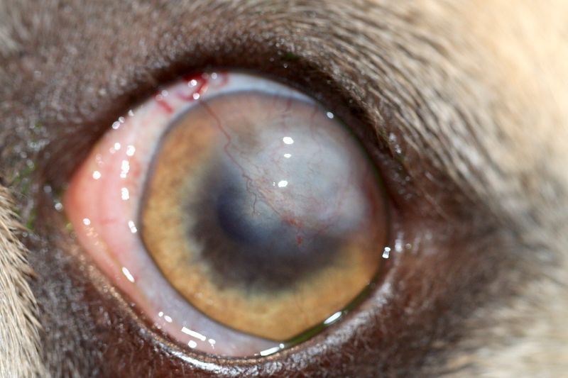 Leucoma cicatrizal post injerto de córnea tectónica en bulldog francés.