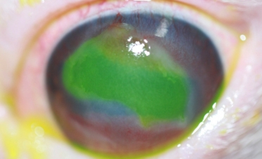 Úlcera indolente, del Bóxer o de bordes desprendidos en un perro. Caso Tara