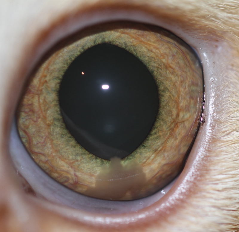 Uveitis idiopatica en gato
