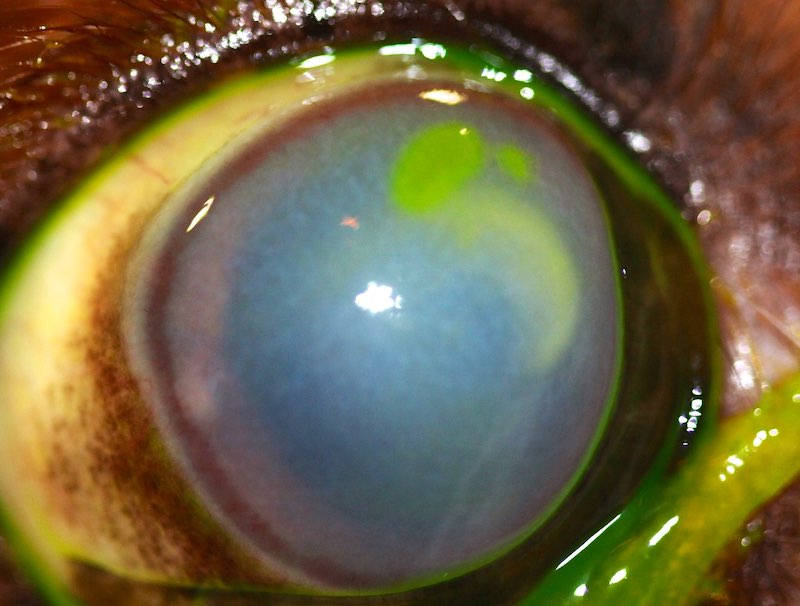 Uveitis por procesionaria del pino en un perro