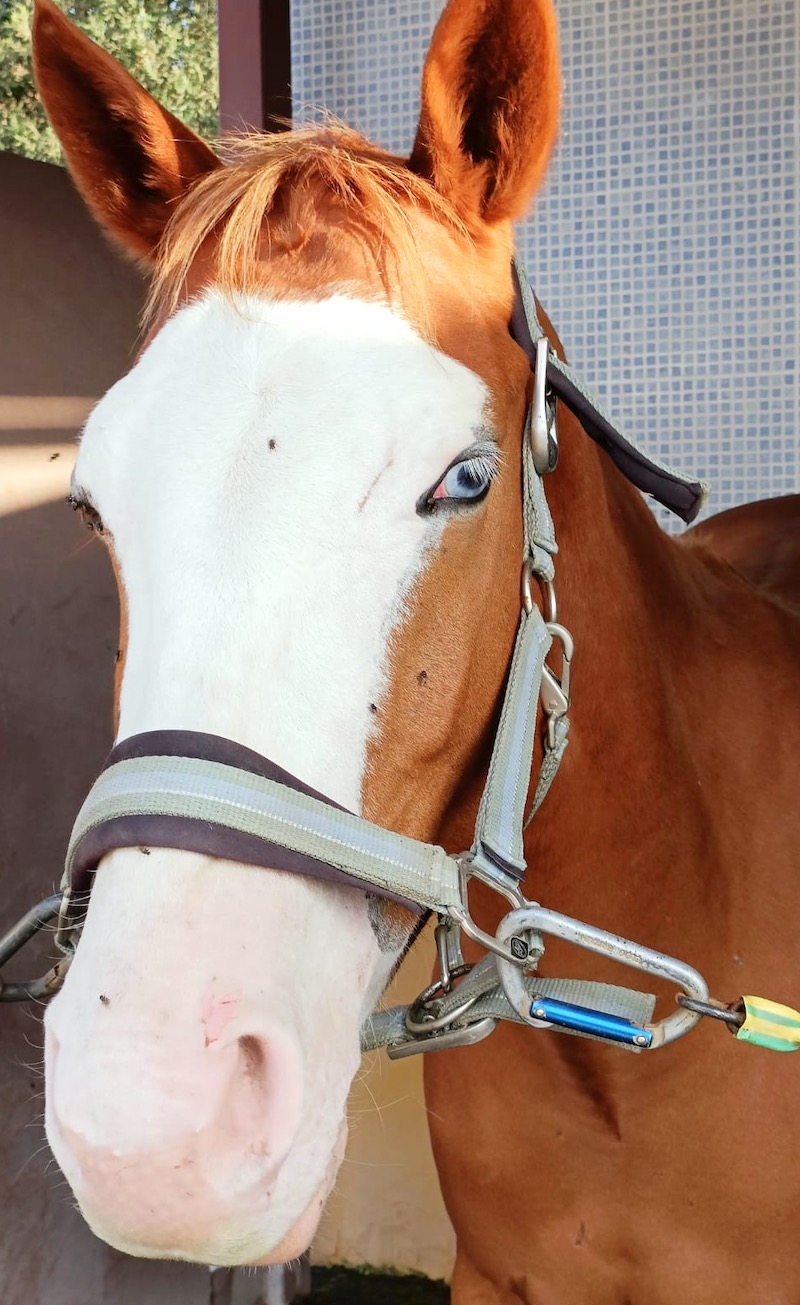 Blue Moon, un caballo con uveitis recurrente equina